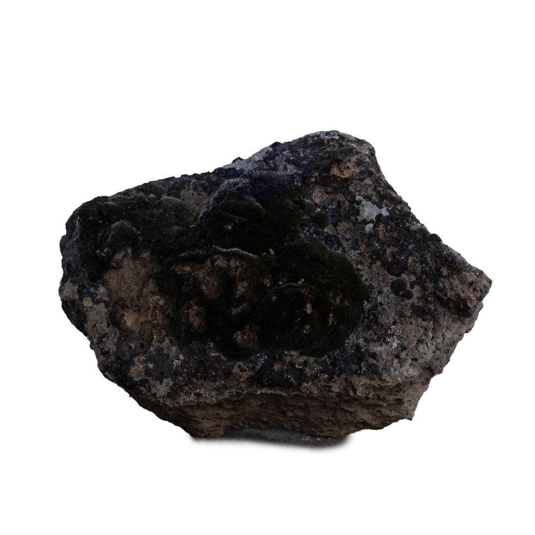 Black Lichen Rock